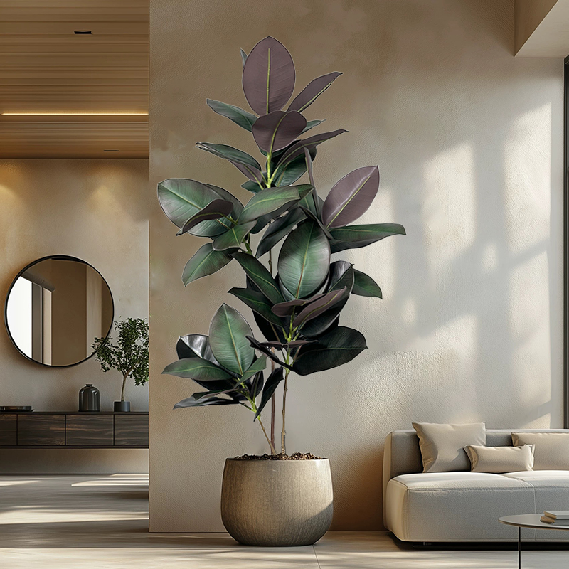 Rubber Plant Ficus - شجرة تين صناعية بطول 70-150 سم،