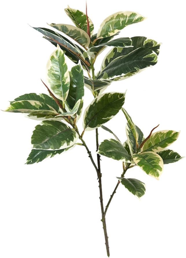 Rubber Plant Ficus - نبات Ficus Tineke الاصطناعي مقاس 31