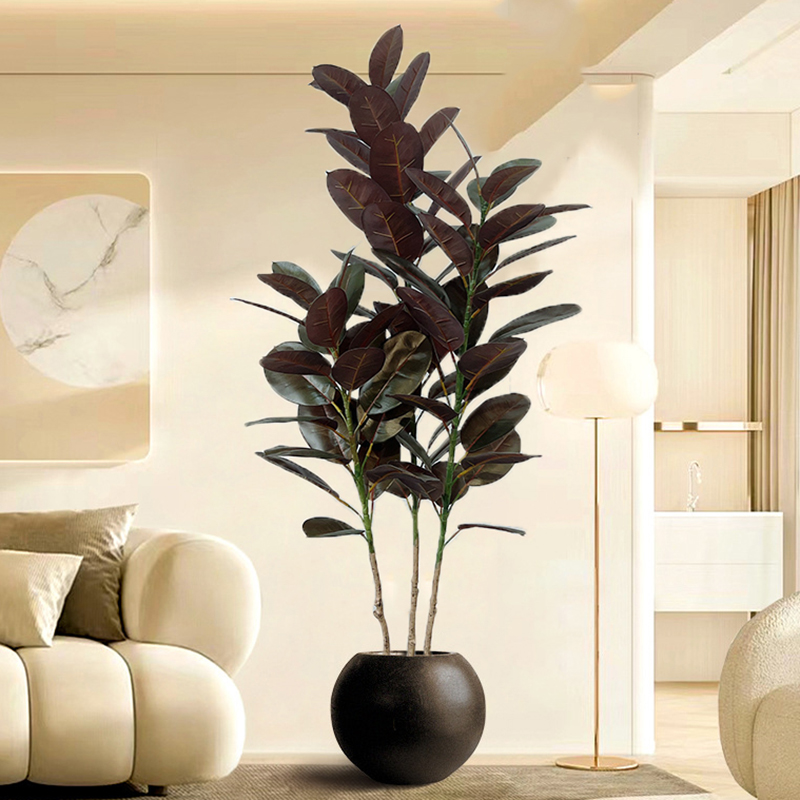 Rubber Plant Ficus - 13-70in شجرة اللبخ الكبيرة شجرة مطاطية