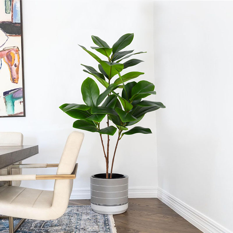 Rubber Plant Ficus - كبيرة وهمية النباتات بانيان الاستوائية ،