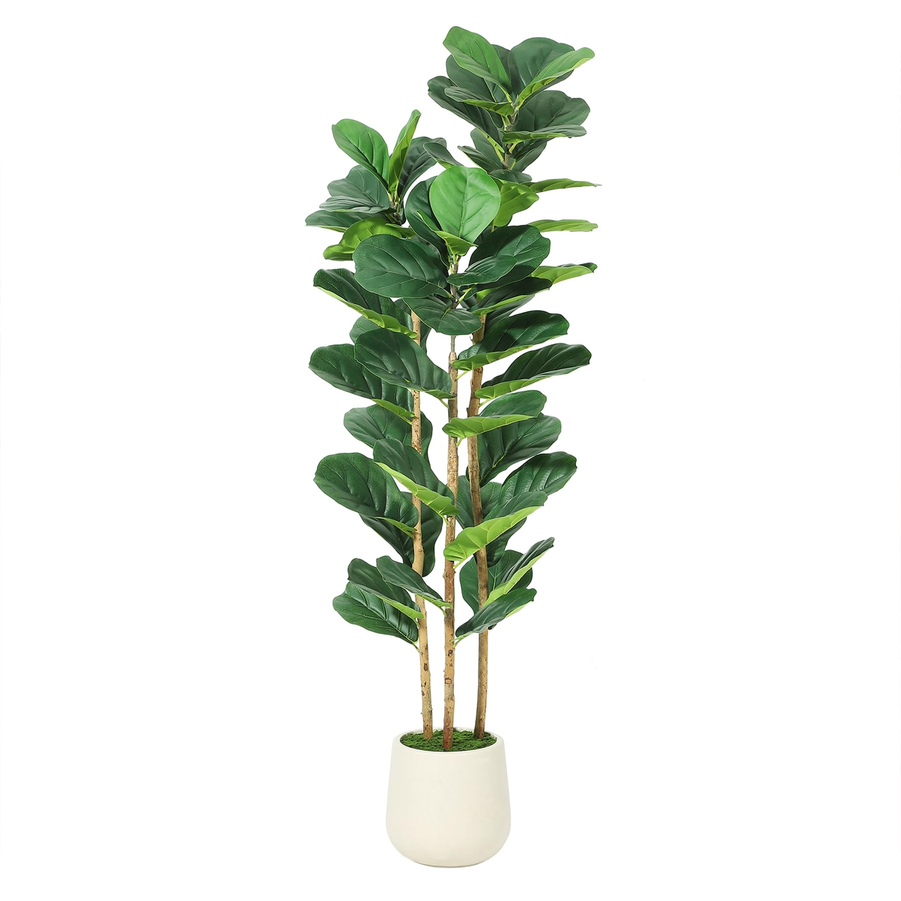 شجرة تين صناعية بارتفاع 5/6/7  - مراجعة Rubber Plant Ficus وسعره