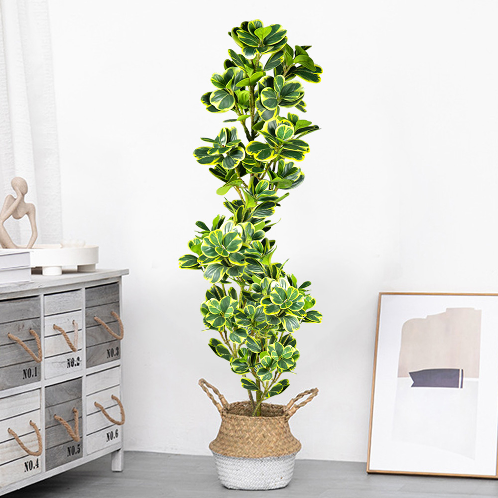 76 سنتيمتر/115 سنتيمتر شجرة ال - مراجعة Rubber Plant Ficus وسعره