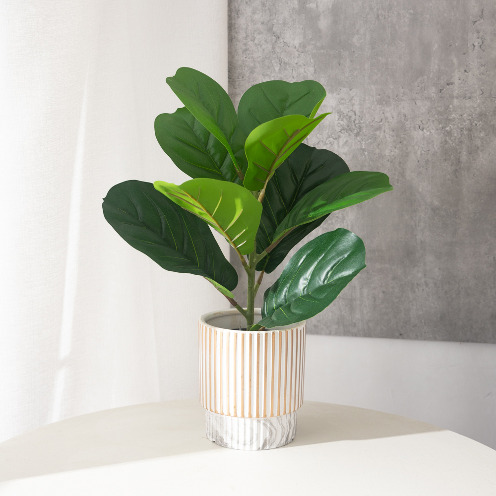 38 سنتيمتر 9 الشوك نباتات اللب - مراجعة Rubber Plant Ficus وسعره