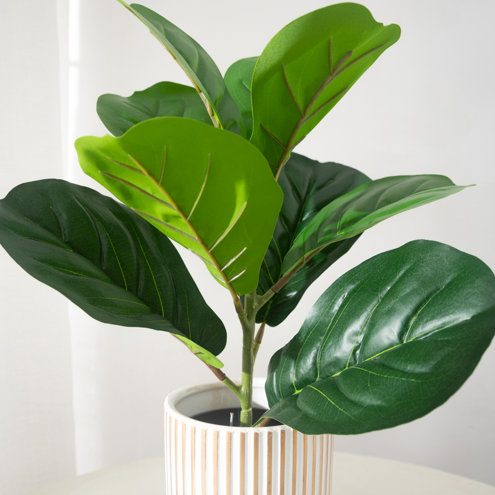 38 سنتيمتر 9 الشوك نباتات اللب - مراجعة Rubber Plant Ficus وسعره