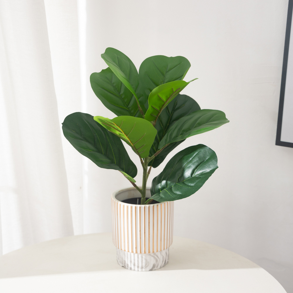 38 سنتيمتر 9 الشوك نباتات اللب - مراجعة Rubber Plant Ficus وسعره