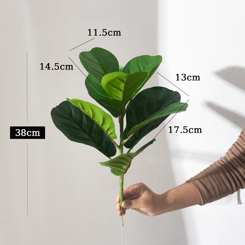 38 سنتيمتر 9 الشوك نباتات اللب - مراجعة Rubber Plant Ficus وسعره
