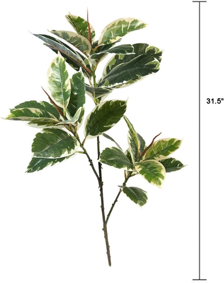 نبات Ficus Tineke الاصطناعي مق - مراجعة Rubber Plant Ficus وسعره