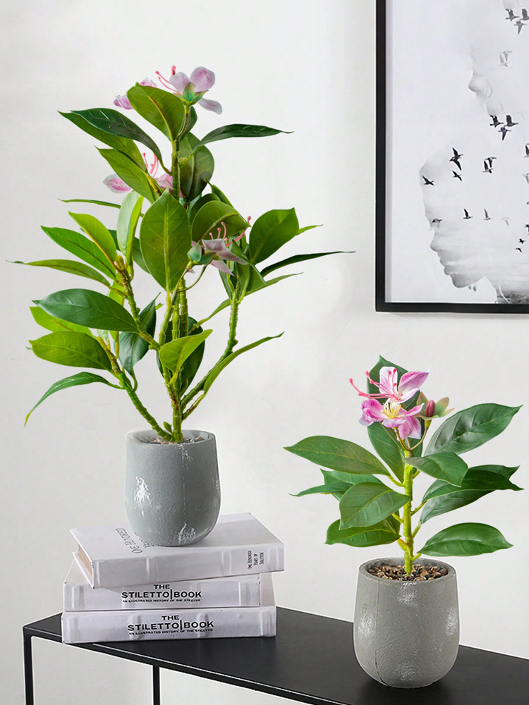 21-40 سنتيمتر نباتات الأزالياس - مراجعة Rubber Plant Ficus وسعره