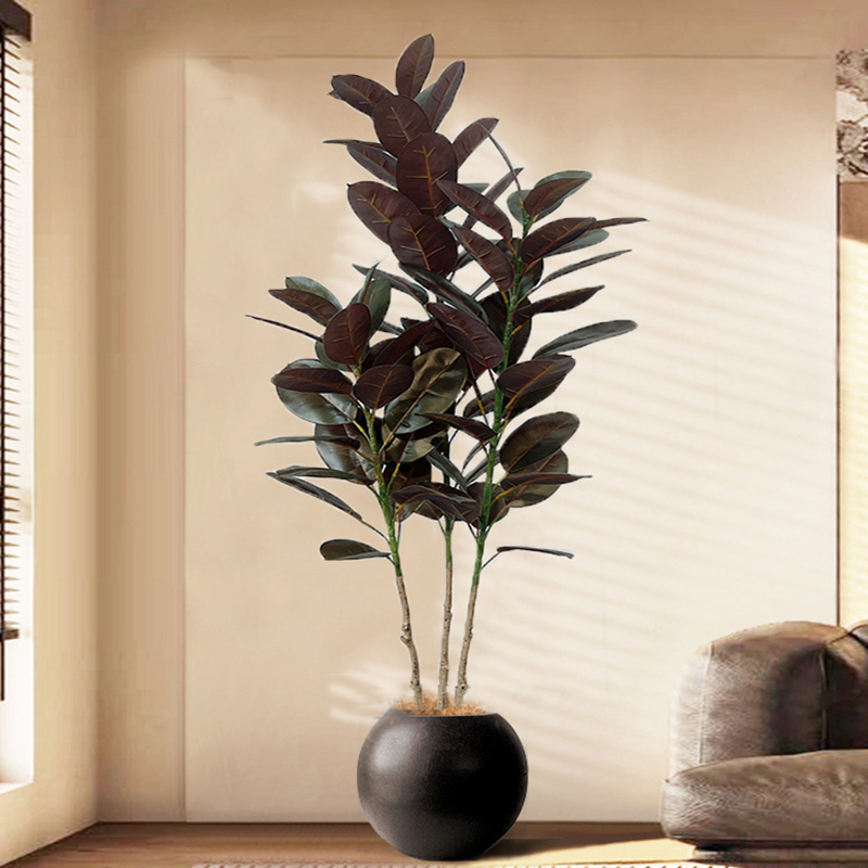 13-70in شجرة اللبخ الكبيرة شجر - مراجعة Rubber Plant Ficus وسعره