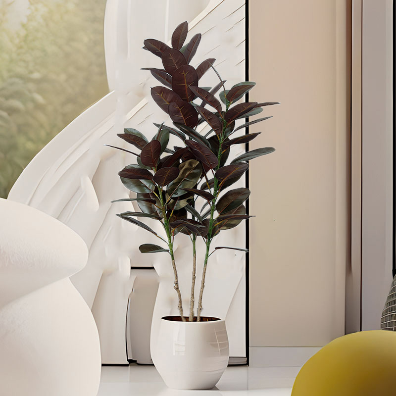 13-70in شجرة اللبخ الكبيرة شجر - مراجعة Rubber Plant Ficus وسعره