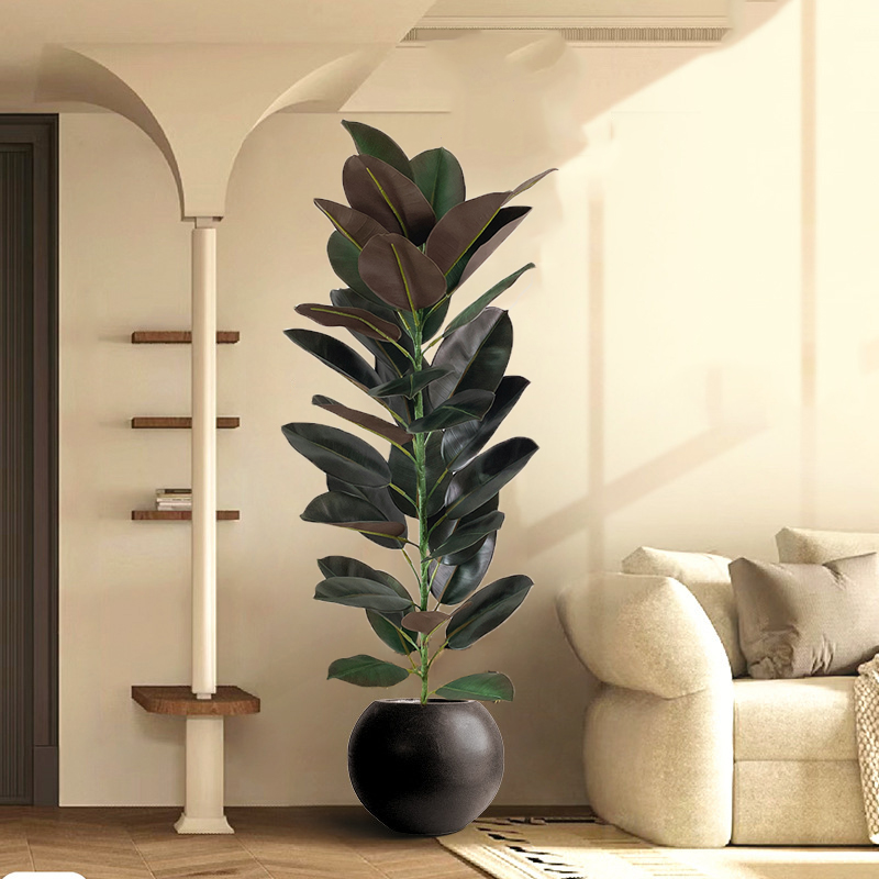 13-70in شجرة اللبخ الكبيرة شجر - مراجعة Rubber Plant Ficus وسعره