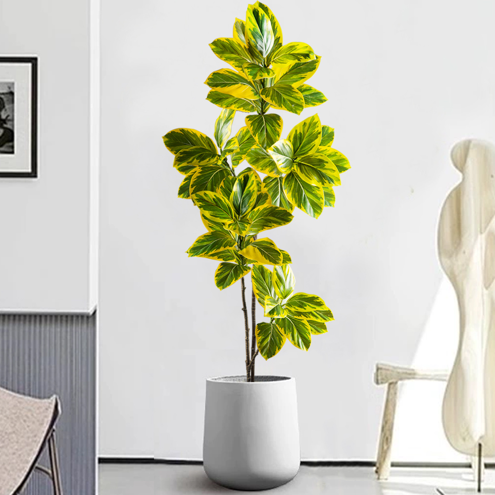 70-130 سنتيمتر فرع شجرة بانيان - مراجعة Rubber Plant Ficus وسعره