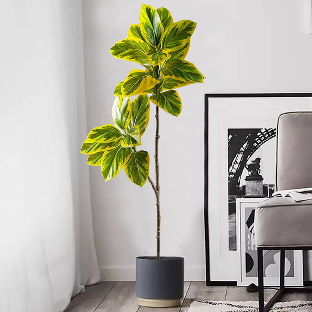 70-130 سنتيمتر فرع شجرة بانيان - مراجعة Rubber Plant Ficus وسعره